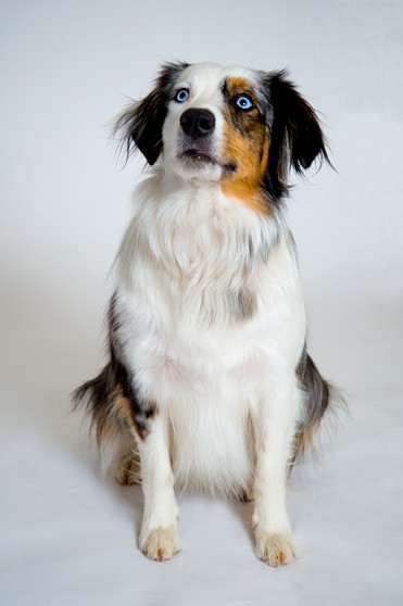 pet dog australian shepherd blue eyes photo