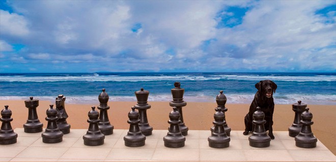 chess board beach black lab