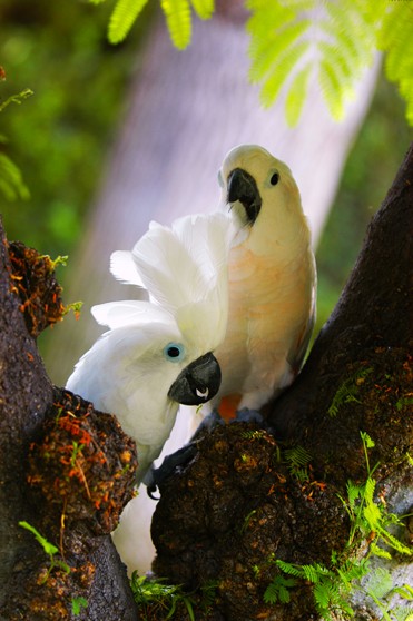 birds pets tree photo picture parrots blue eyes couple beautiful