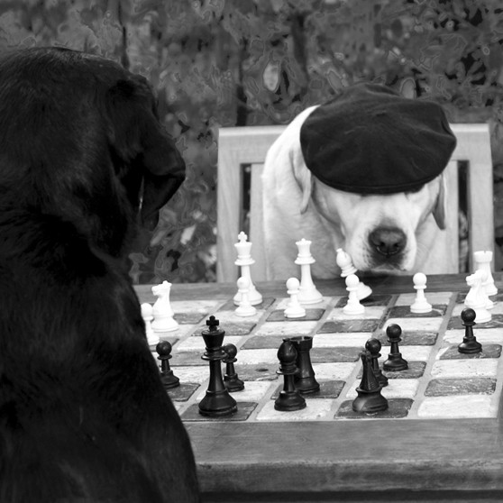 french beret dog lab black white artsy photo 