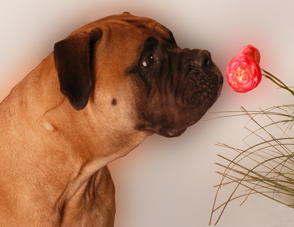 bulldog pug boxer smell the roses flowers love pets