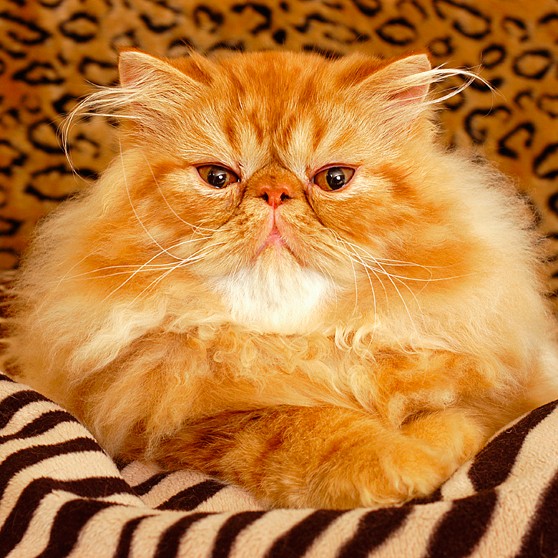 big fat orange cat breed