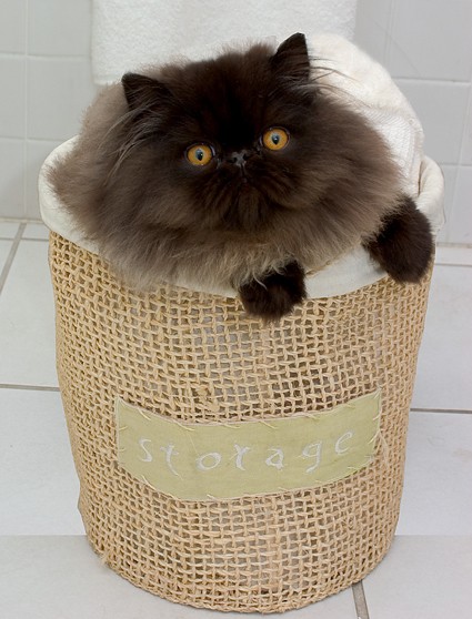 cat in storage basket black towel pet cute photo