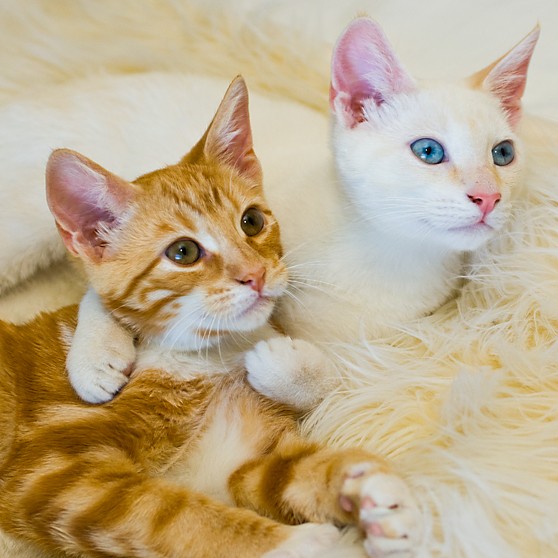 cats pets kittens carpet blue eyes orange white love pet pictures