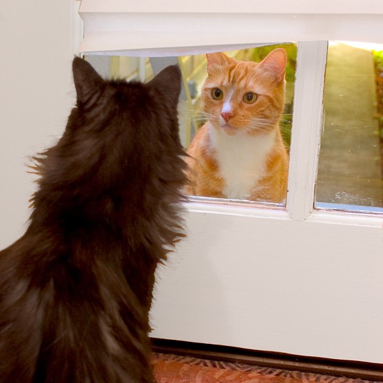 cats window orange black door