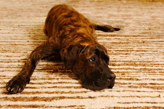 dog photo sleeping carpet big eyes 