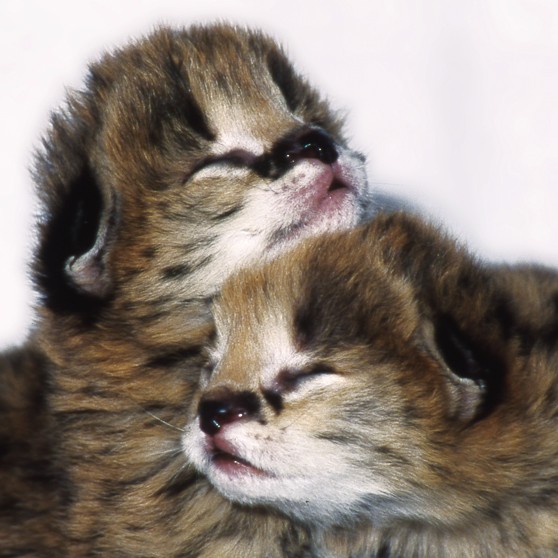 kittens babies wildcats love 