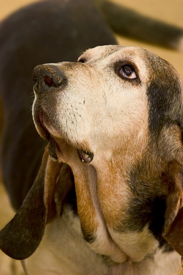 beagle old dog sad pet photo