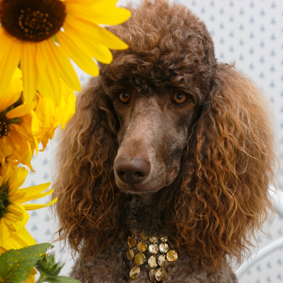 poodle sunflower jewelry kitchen lady pet photo
