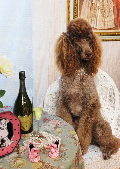 poodle champage dom perignon pink slippers lace