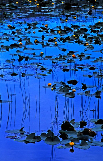 lily pads yellow flowers alaska