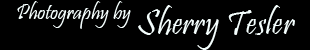 Sherry Tesler, Photographer